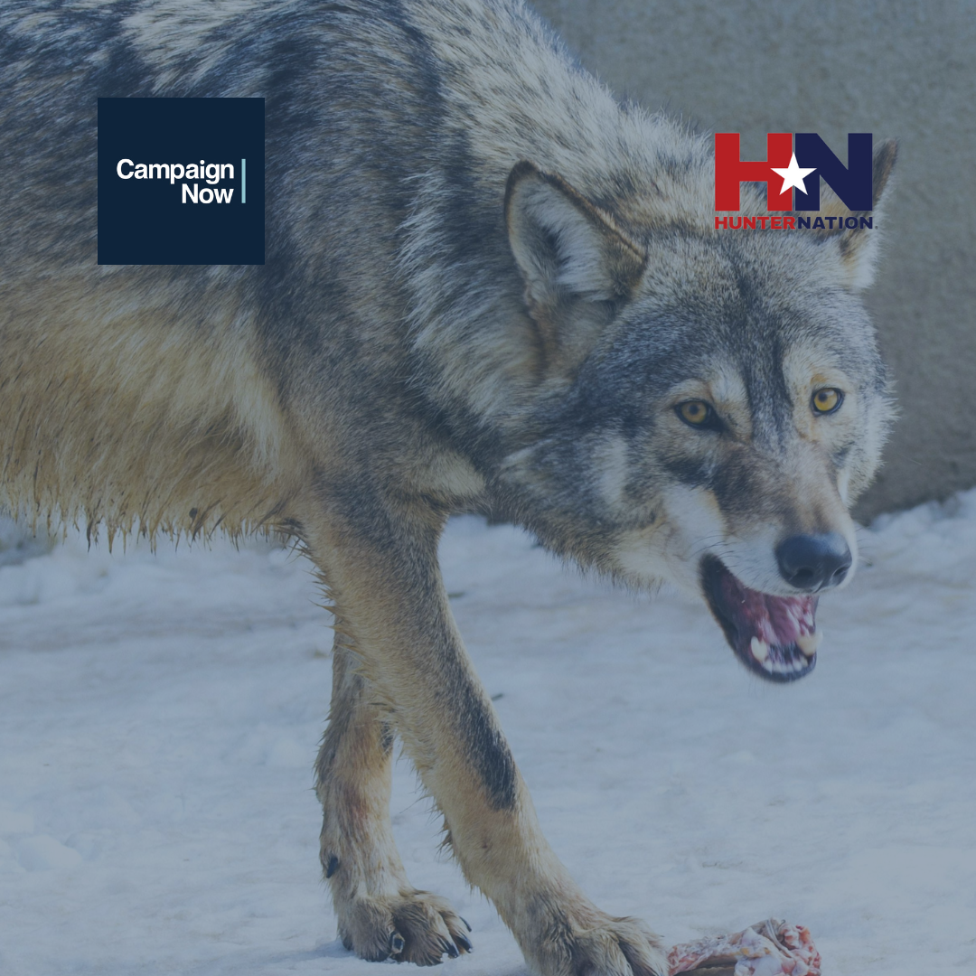 Grey Wolf Delist case study (1)